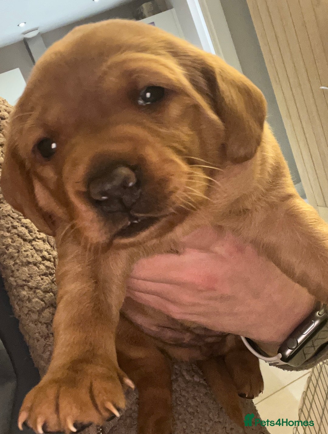 Labrador Retriever dogs for sale: KC Fox Red labradors - Advert 12