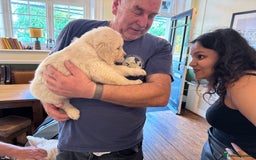Golden Retriever dogs for sale: KC REG CHAMPIONSHIP BLOOD LINE BEAUTIFUL CREAM  - Image 4