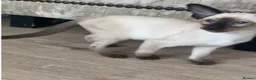 Oriental cats for sale: Male Chocolate point  - Advert 7