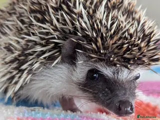 Pygmy Hedgehog rodents Beautiful Baby Hoglets Ready Now!!! - Advert 11