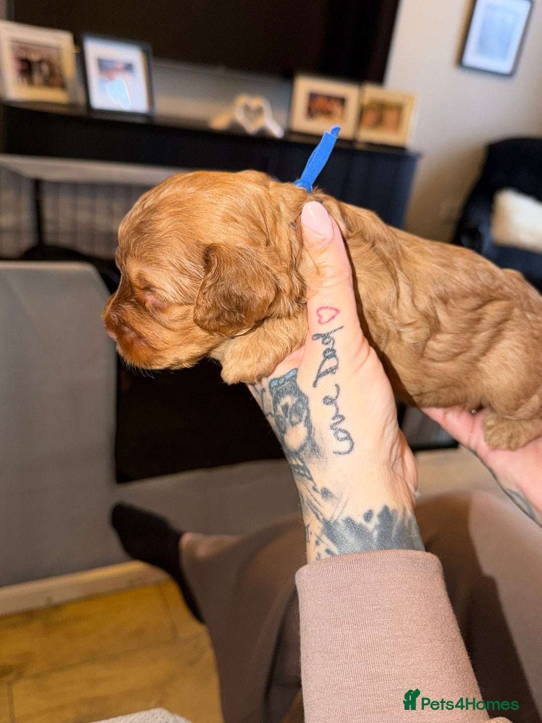 Cockapoo dogs for sale: 7 absolutely adorable cockapoo pups!  - Advert 2