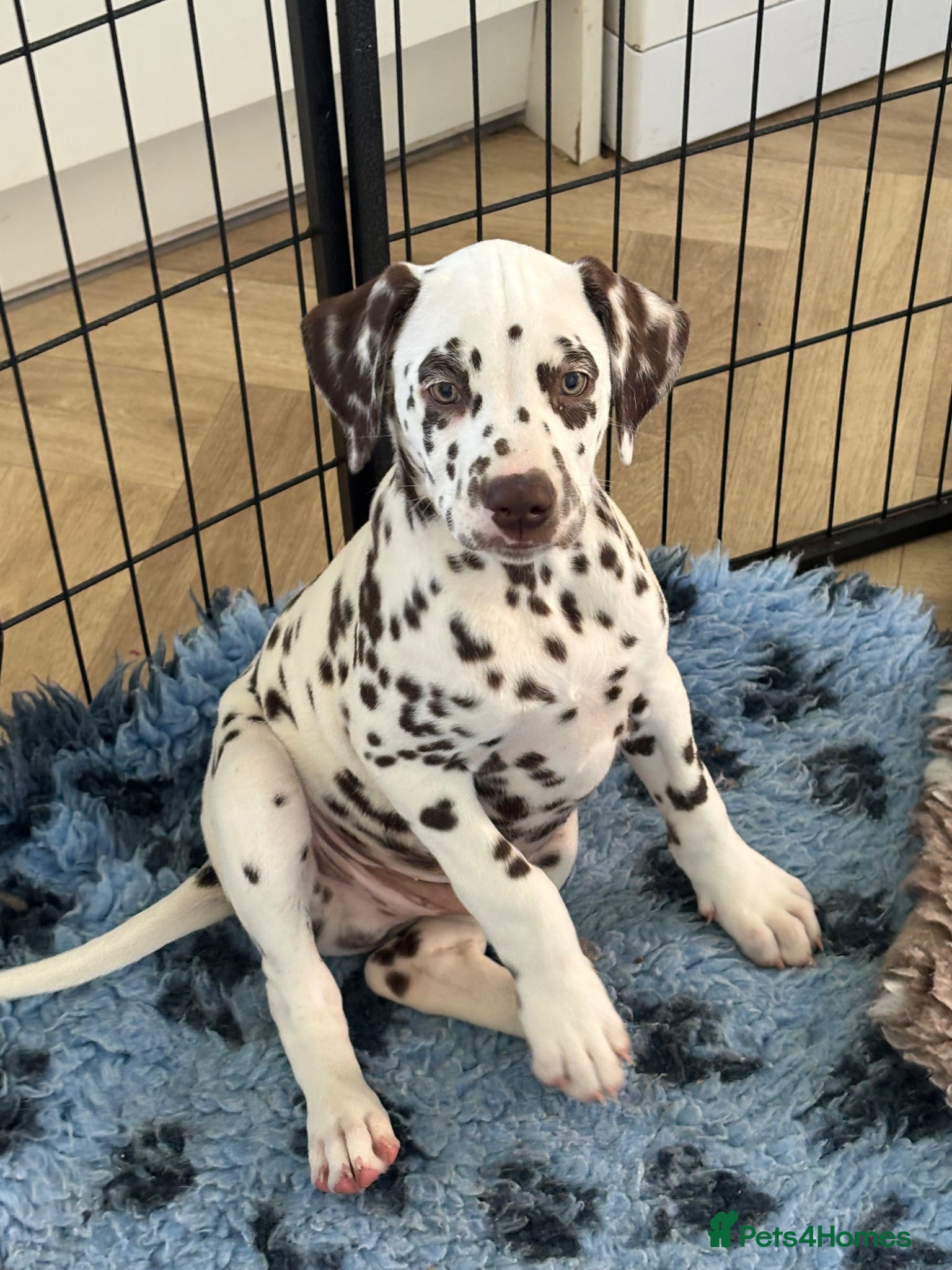 Dalmatian dogs Just 1 Exceptional Boy Remaining  - Advert 2