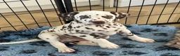 Dalmatian dogs for sale: Exceptional Litter (Sold) - Advert 4