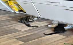 Toyger cats for sale: Two male cats  - Image 1