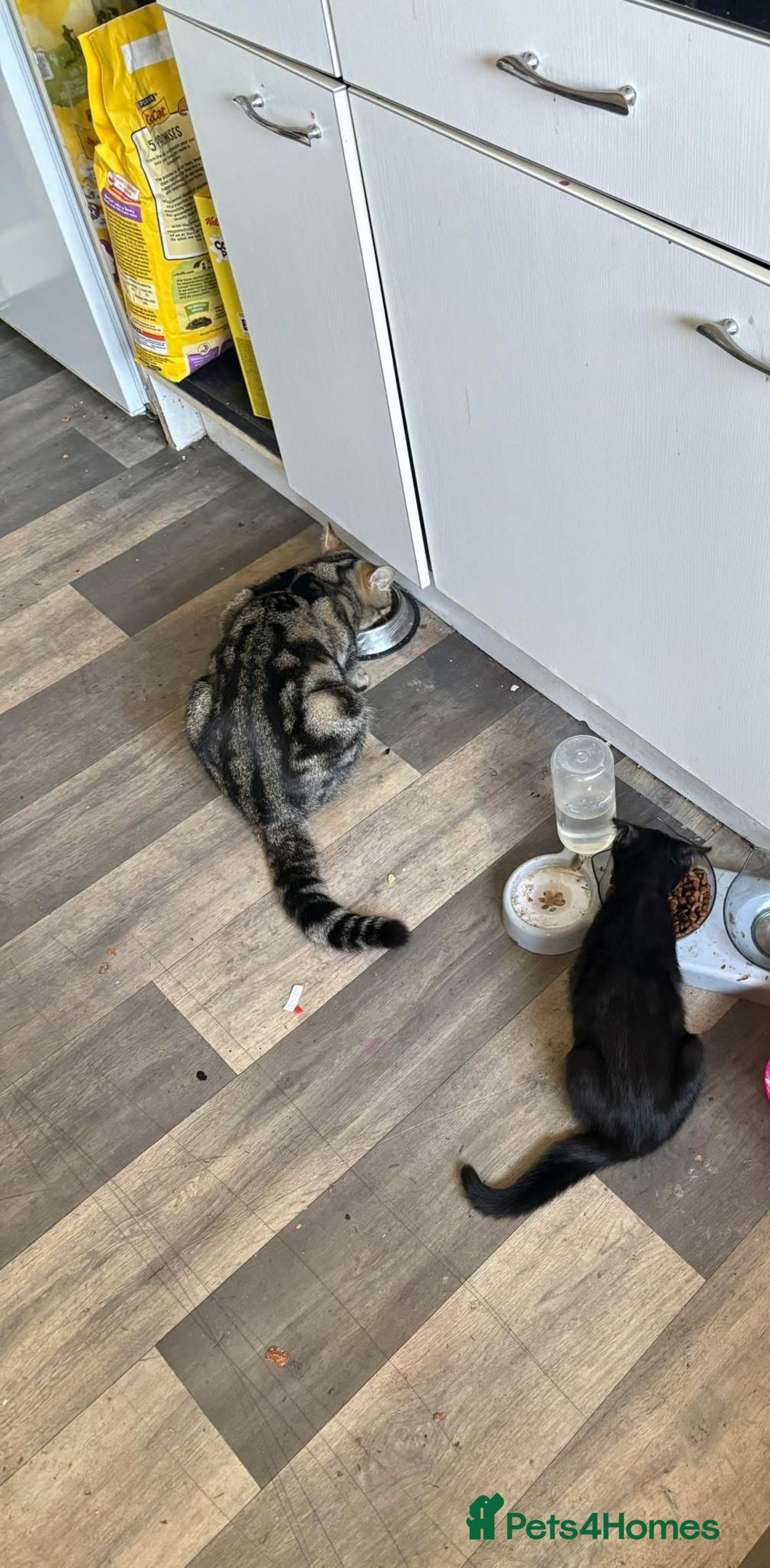 Toyger cats for sale: Two male cats  - Image 1