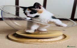 Domestic Shorthair cats for sale: 6 playful kittens for rehoming - Image 4