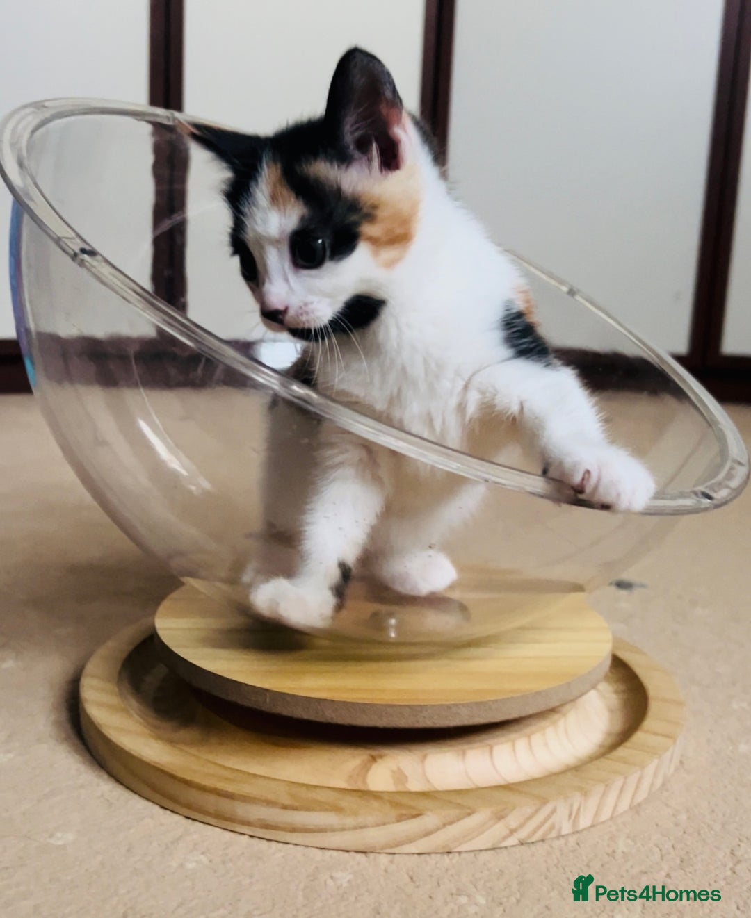Domestic Shorthair cats for sale: 6 playful kittens for rehoming - Image 4