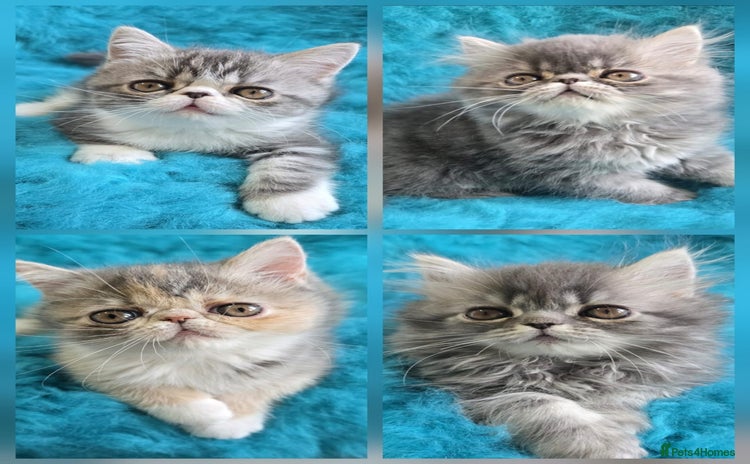 Persian cats - Advert 7