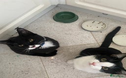 Mixed Breed cats for sale: 2 bonded males needs a home asap - Image 1