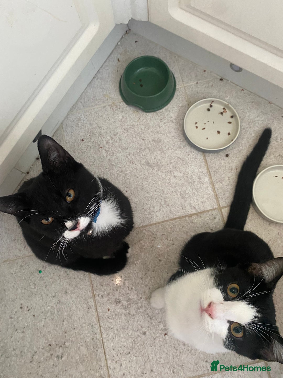 Mixed Breed cats for sale: 2 bonded males needs a home asap - Image 1