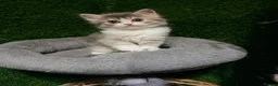 Mixed Breed cats for sale: Beautiful Fluffy Grey Female Kitten  - Advert 2