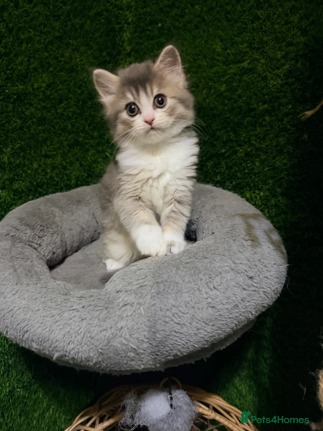 Mixed Breed cats for sale: Beautiful Fluffy Grey Female Kitten  - Advert 2