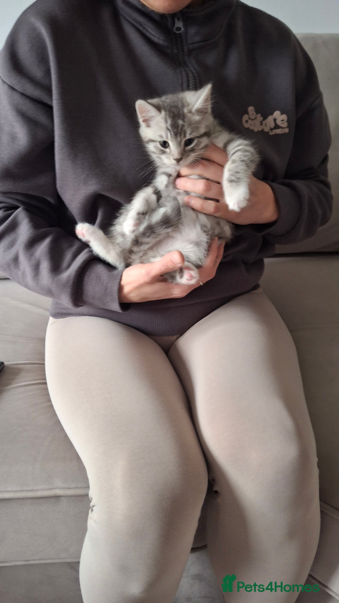 British Shorthair cats for sale: 2 males lovely cats  - Image 3