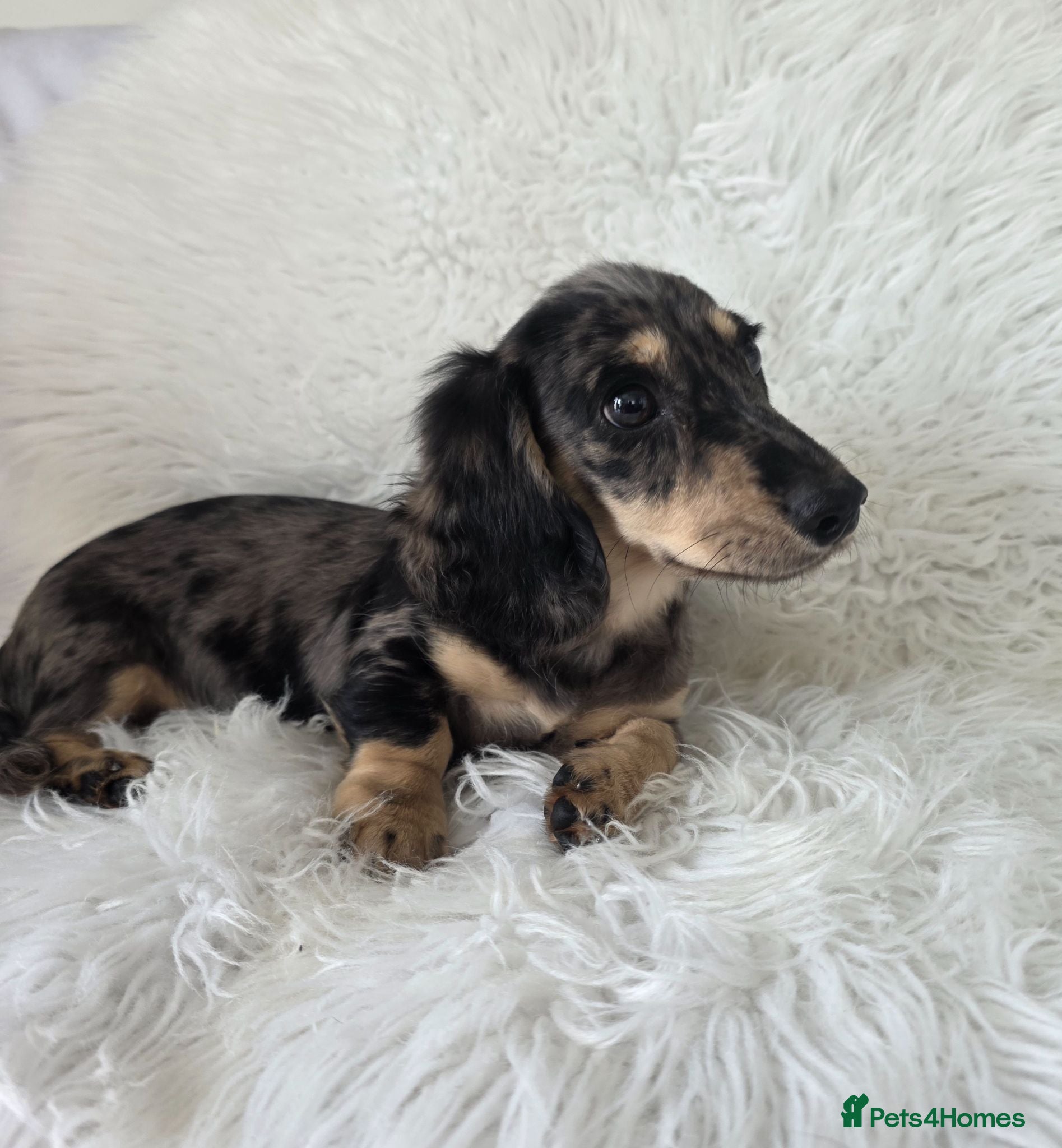 Miniature Dachshund dogs KC Long hair dachshund boys - Advert 1