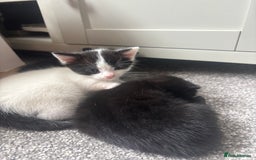 Mixed Breed cats for sale: 3 beautiful kittens  - Image 1