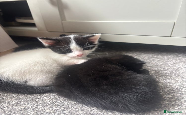 Mixed Breed cats - Advert 16