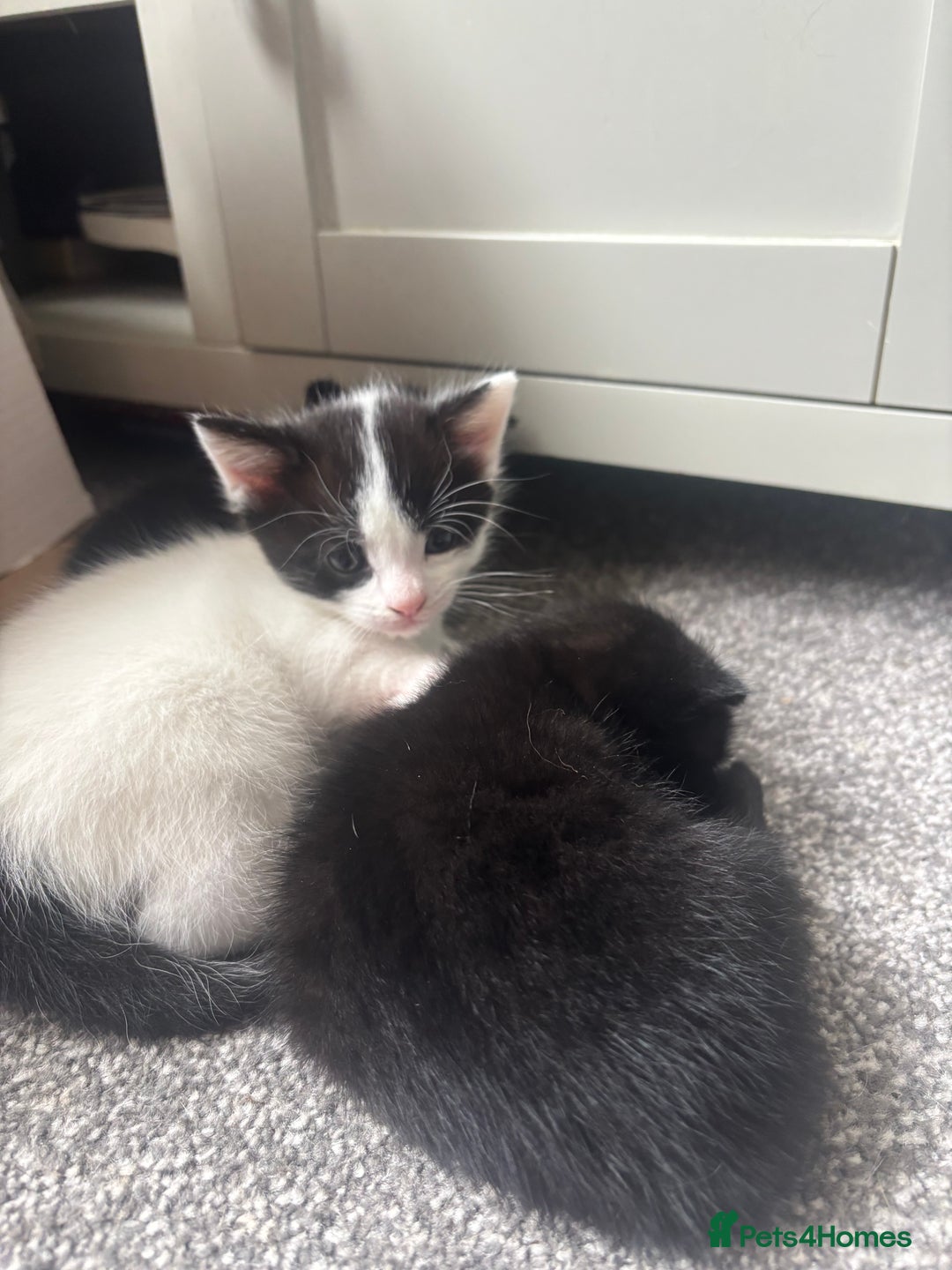 Mixed Breed cats for sale: 3 beautiful kittens  - Image 1