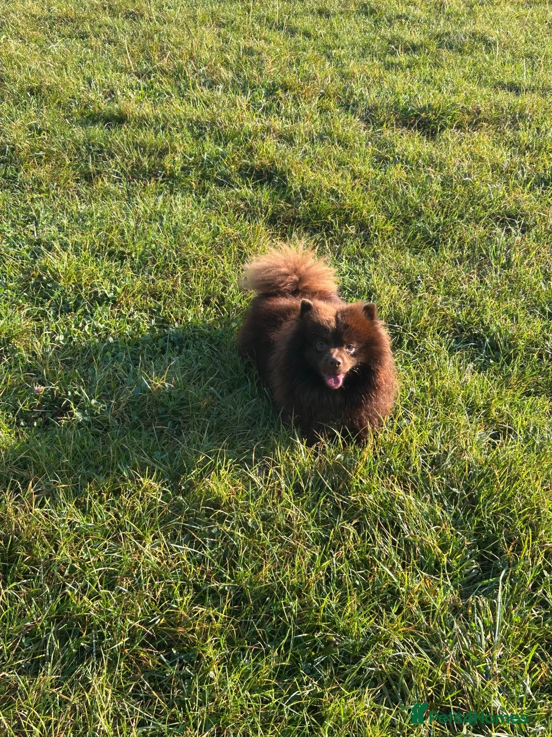 Pomeranian dogs for stud: Beautiful chocolate teddy faced Pomeranian  - Advert 3