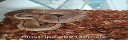 Python Snake reptiles for sale: Ball python 1 normal male 2 Pinstripe females  - Advert 6
