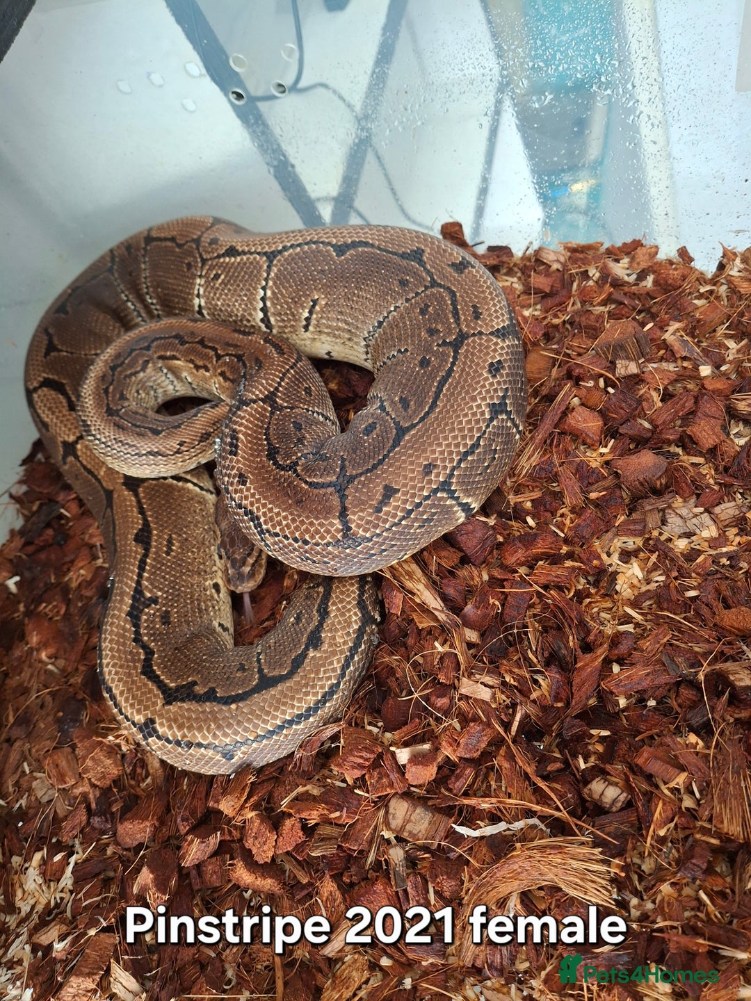 Python Snake reptiles for sale: Ball python 1 normal male 2 Pinstripe females  - Advert 6