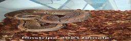 Python Snake reptiles for sale: Ball python 1 normal male 2 Pinstripe females  - Advert 6