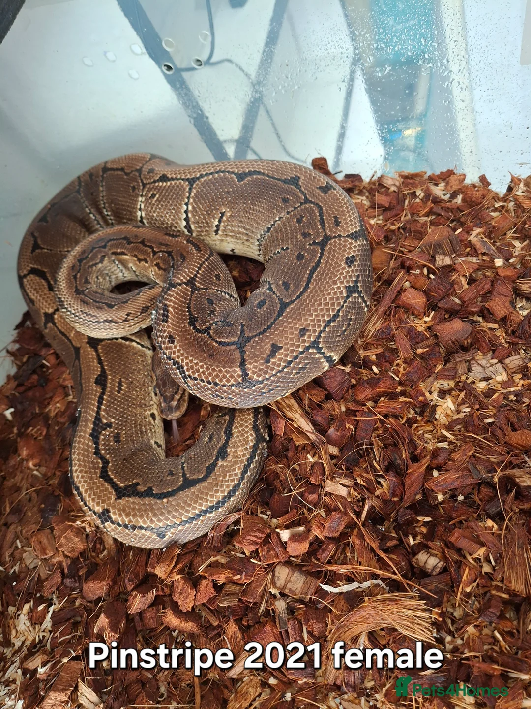 Python Snake reptiles for sale: Ball python 1 normal male 2 Pinstripe females  - Advert 6