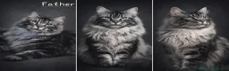 Maine Coon cats for sale: 2 beautiful Maine Coones left - Advert 18