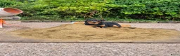 Rottweiler dogs for stud: 4 year old male rottweiler for stud in Leyland - Advert 6