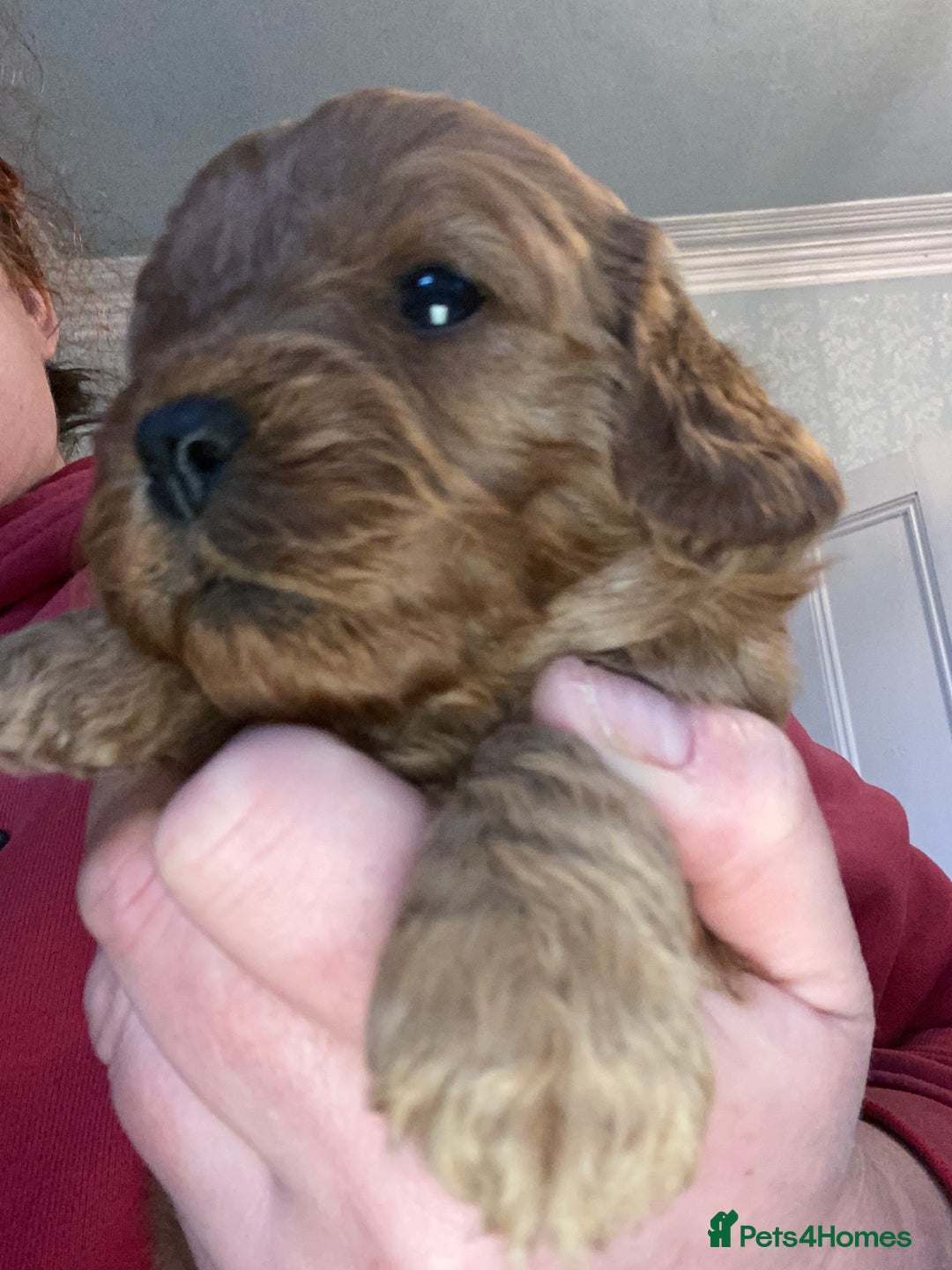 Cavapoo dogs for sale: Last 2 A1 Ruby/red Christmas Cavapoos 07816222523 in Derby - Image 2