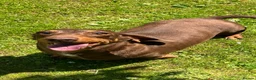 Miniature Dachshund dogs for sale: Miniature Smooth Dachshund  - Advert 1