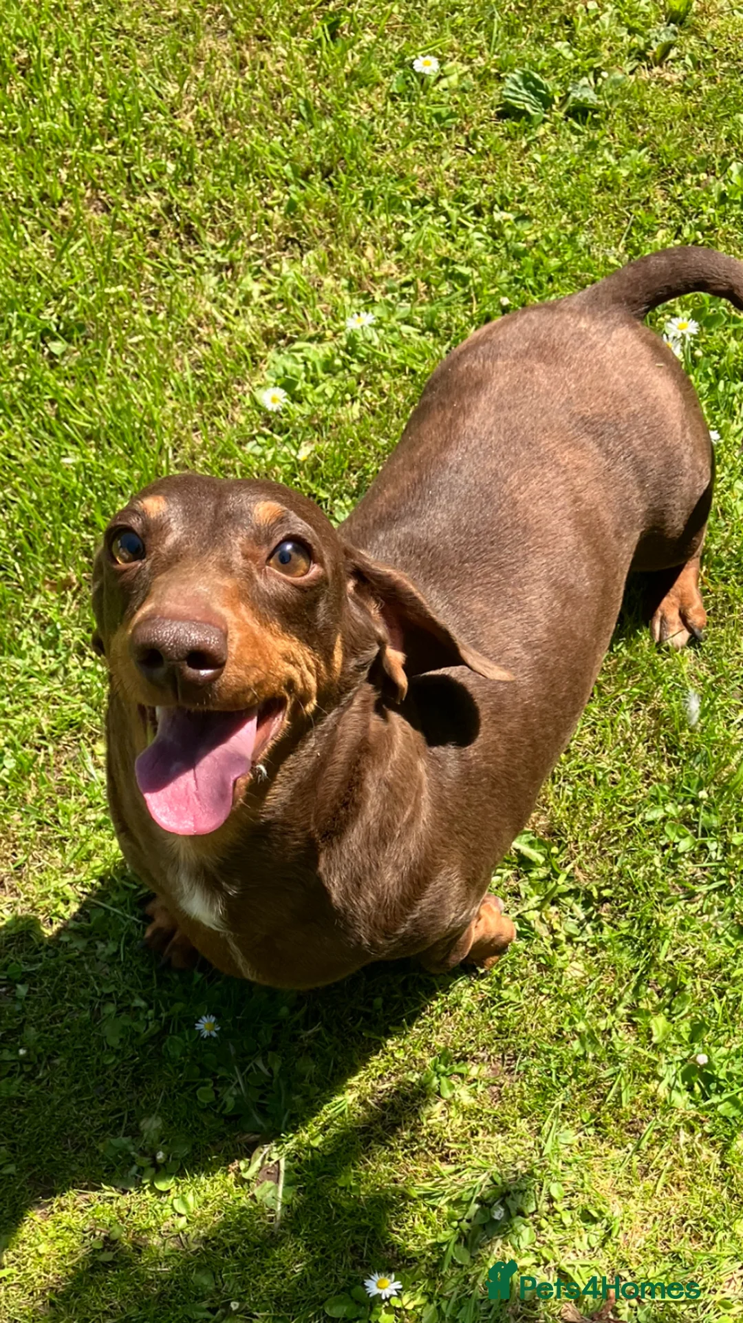 Miniature Dachshund dogs for sale: Miniature Smooth Dachshund  - Advert 1