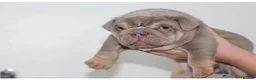 English Bulldog dogs for sale: Beautiful lilic & tan bulldog puppys - Advert 5