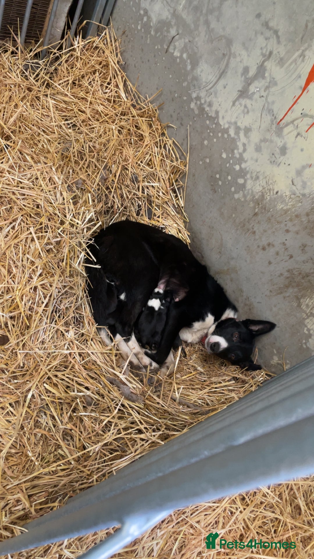Border Collie dogs for sale: 7 border collie puppies 🐾 - Advert 2