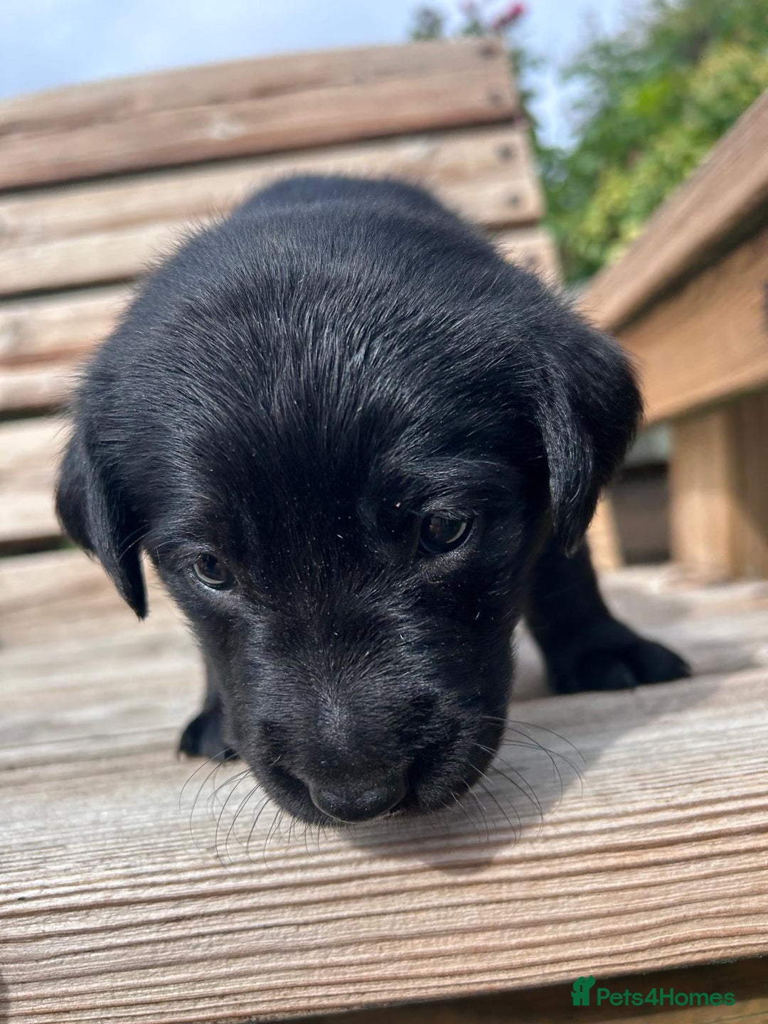Mixed Breed dogs for sale: Gorgeous Lab x Collie puppies - Image 7