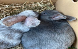 Mixed Breed rabbits for sale: Three beautiful male rabbits - Image 12