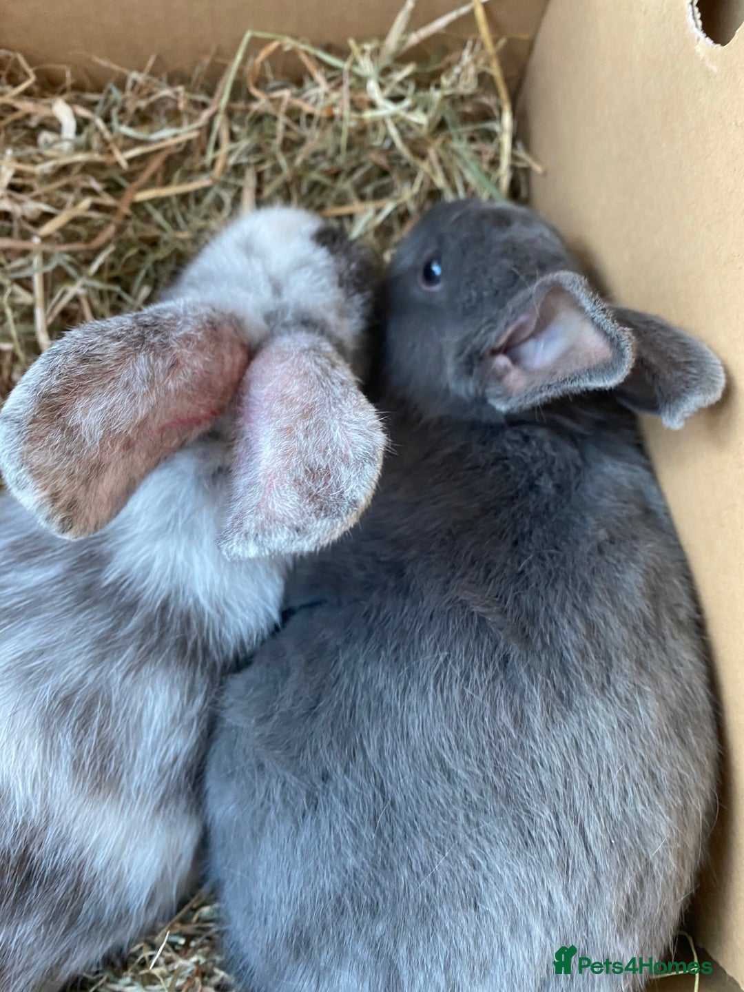 Mixed Breed rabbits for sale: Three beautiful male rabbits - Image 12