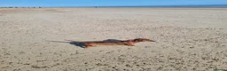 Miniature Dachshund dogs for sale: Red brindle miniature dachshund rare  - Advert 7