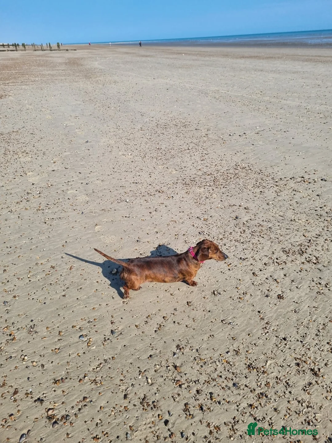 Miniature Dachshund dogs for sale: Red brindle miniature dachshund rare  - Advert 7