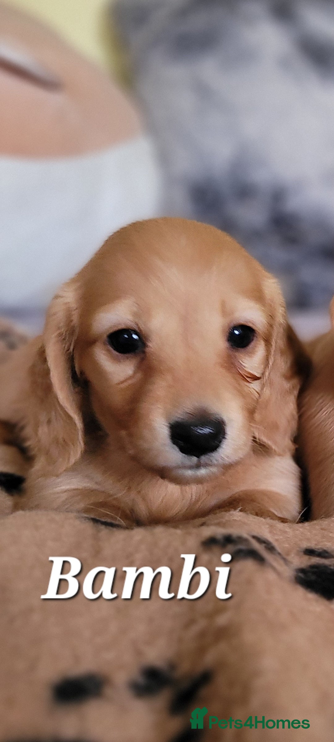 Dachshund dogs for sale: Long Haired KC Miniature Dachshund - Advert 4