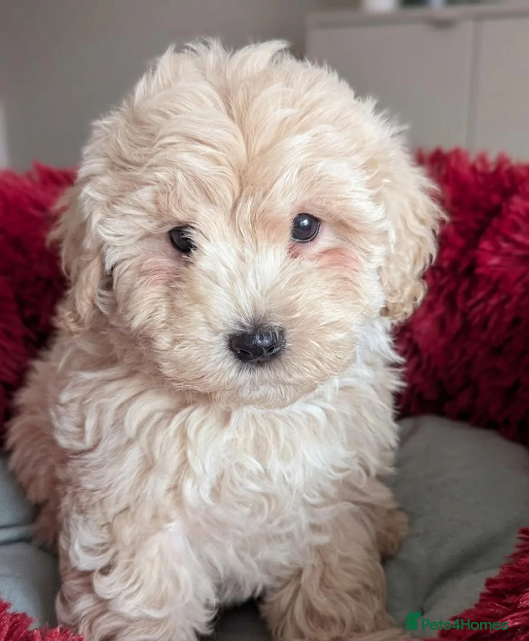 Maltipoo dogs for sale: F1 Maltipoo Puppies For Sale  - Advert 13