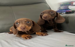 Dachshund dogs for sale: Mini dachshund puppies - Image 5