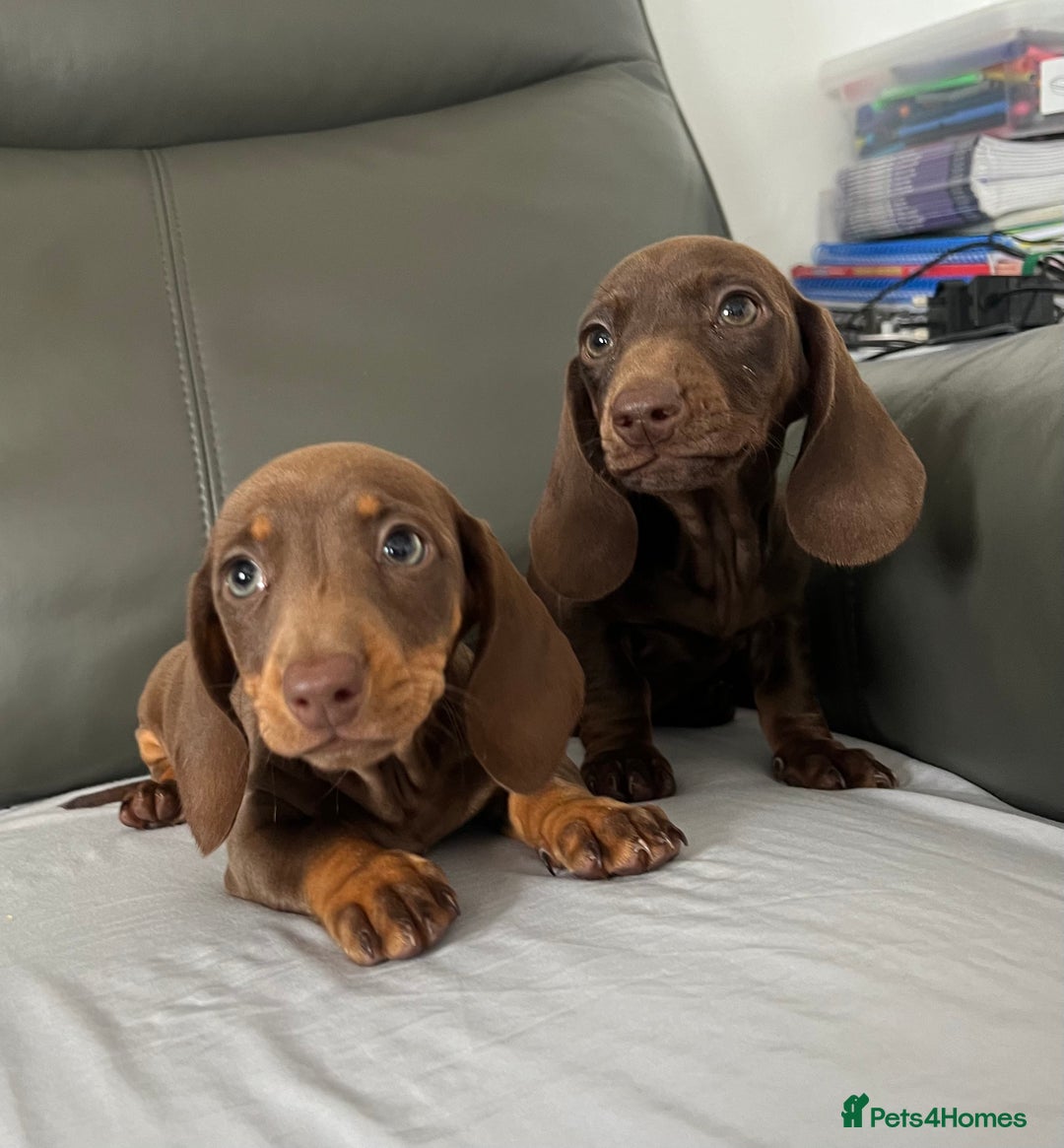 Dachshund dogs for sale: Mini dachshund puppies - Image 5