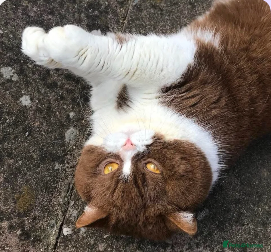 British Shorthair cats for adoption: 1 Year Old British Shorthair with Full Kit - Advert 5