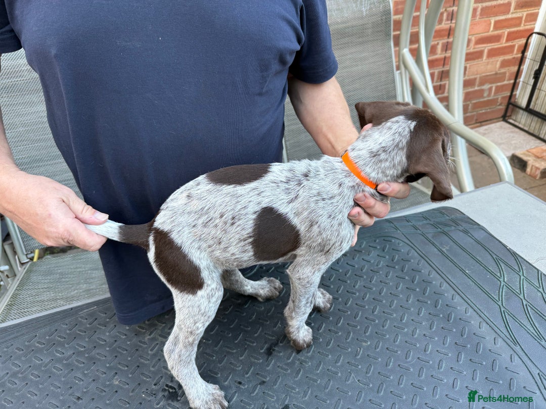 Mixed Breed dogs for sale: German shorthair pointer/wirehairpointer - Image 24