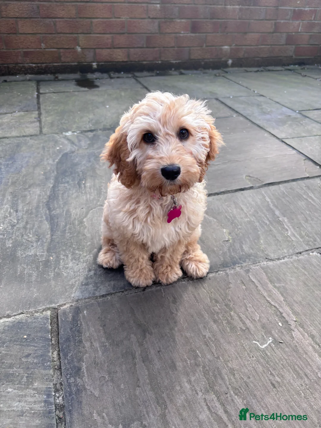 Cockapoo dogs for sale: 4 month old female cockapoo - Advert 1