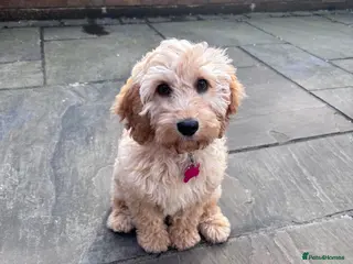 Cockapoo dogs 4 month old female cockapoo - Advert 3