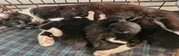 Mixed Breed cats for sale: Black cats  - Advert 5