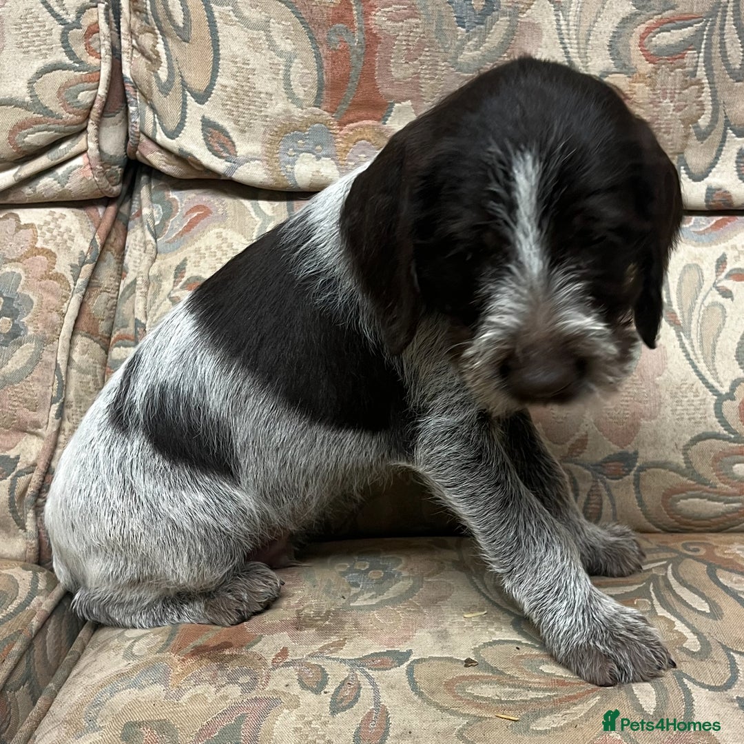 German Wirehaired Pointer dogs for sale: Gorgeous GWP Puppies  - Advert 14