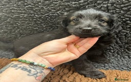 Cockapoo dogs for sale: Beautiful fully DNA tested show Cockapoo puppies - Image 8