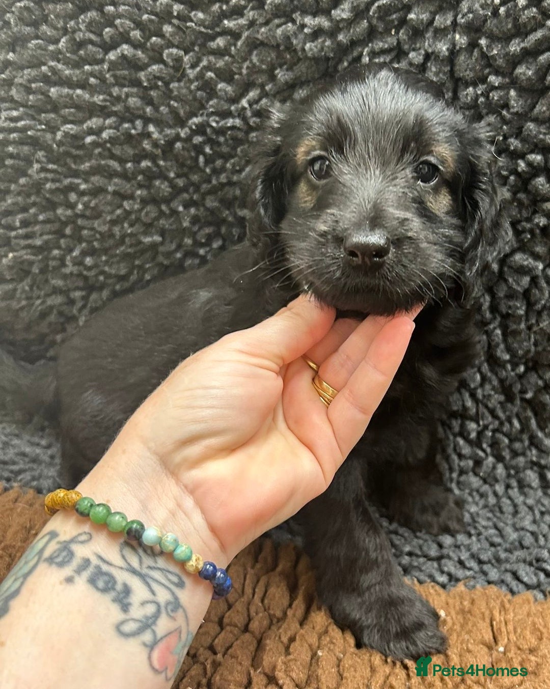 Cockapoo dogs for sale: Beautiful fully DNA tested show Cockapoo puppies - Image 8